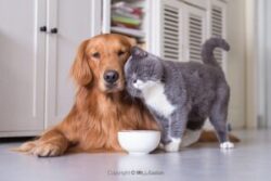 Emerging options for a growing pet food market